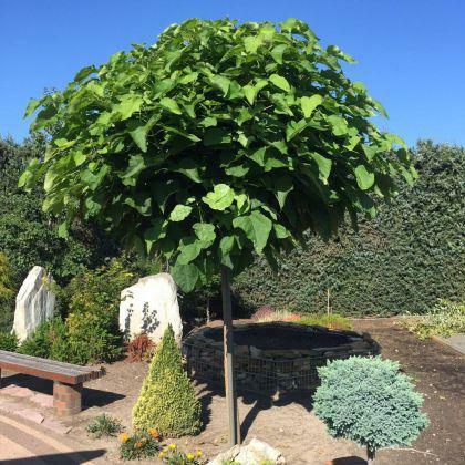Catalpa kulista Nana