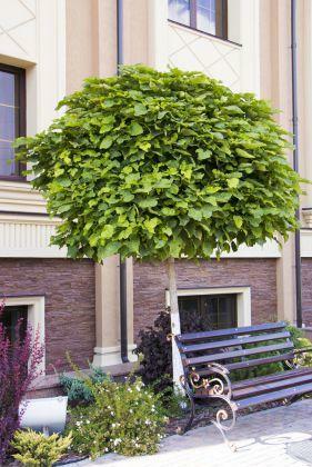 Catalpa kulista Nana