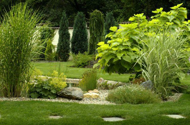 Catalpa kulista Nana