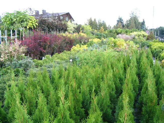 Krzewy ozdobne, choinki, drzewa, rośliny - Myszków