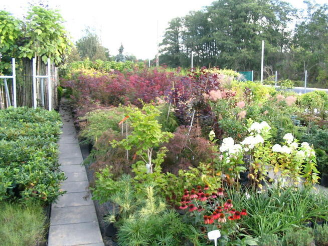 Krzewy ozdobne, choinki, drzewa, rośliny - Myszków