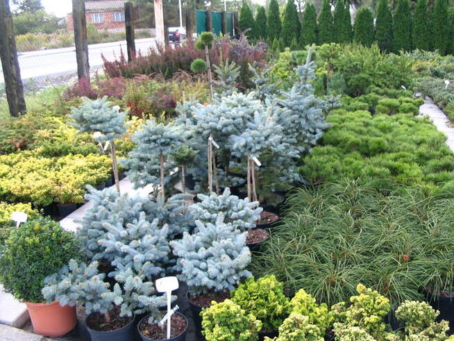 Krzewy ozdobne, choinki, drzewa, rośliny - Myszków