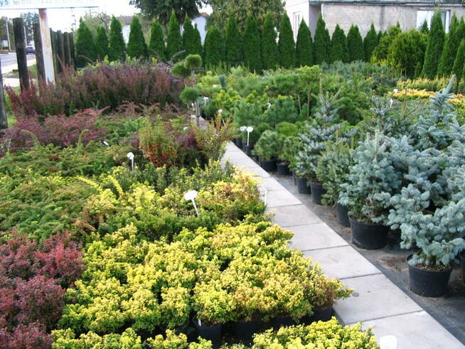 Krzewy ozdobne, choinki, drzewa, rośliny - Myszków