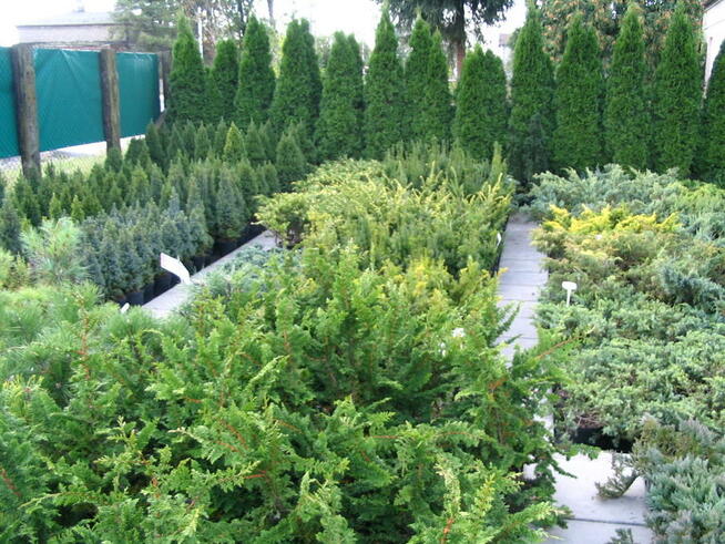 Krzewy ozdobne, choinki, drzewa, rośliny - Myszków