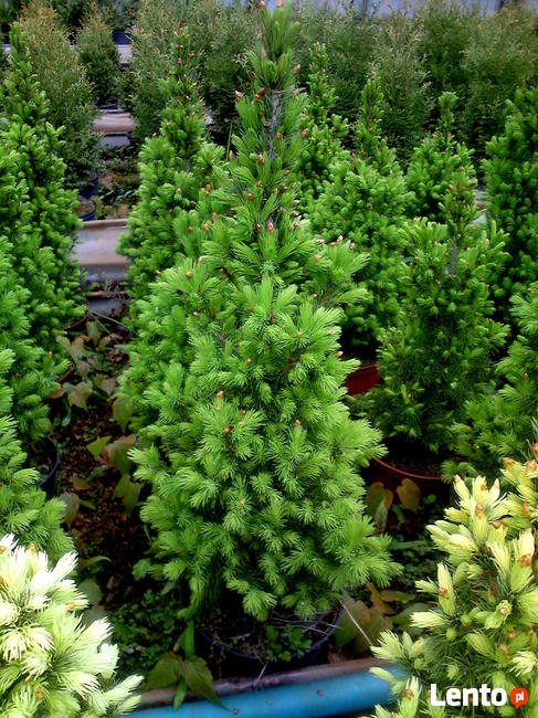 Świerk Conica -idealny stożek wolno rosnący