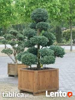 Cyprysik Boulevard na bonsaje w ogrodzie