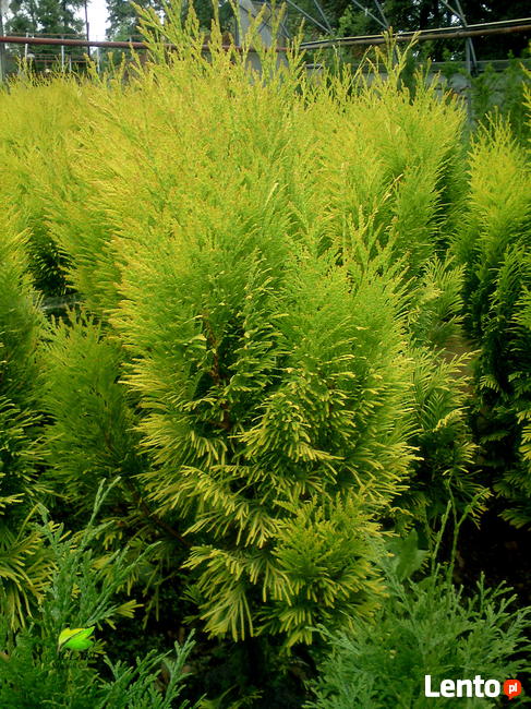 Tuje żółte, złote na żywopłot, Szmaragd, Europe Gold