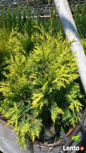 Tuje żółte, złote na żywopłot, Szmaragd, Europe Gold