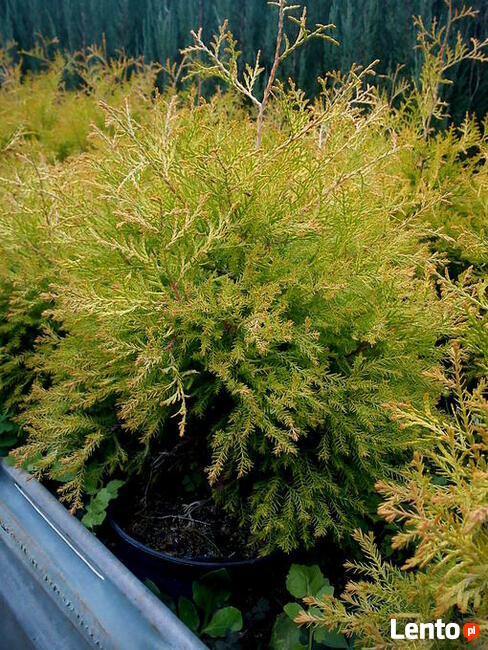 Tuja Reingold w pięknym złotawo-żółtym kolorze