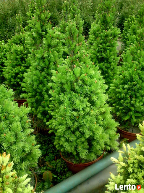 Świerk Conica -idealny stożek wolno rosnący
