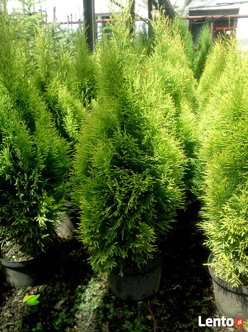 Tuje żółte, złote na żywopłot, Szmaragd, Europe Gold