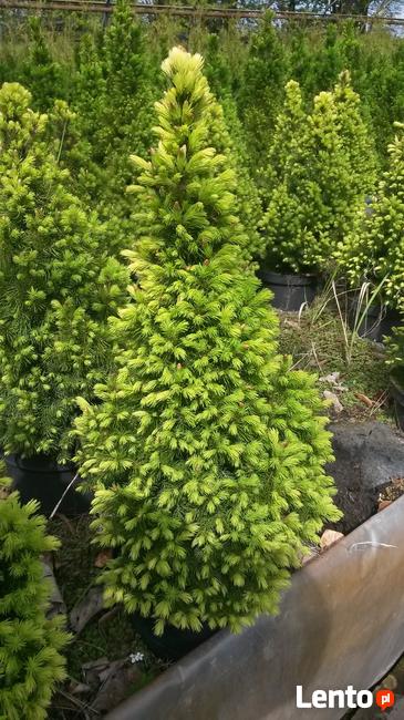Świerk Conica -idealny stożek wolno rosnący