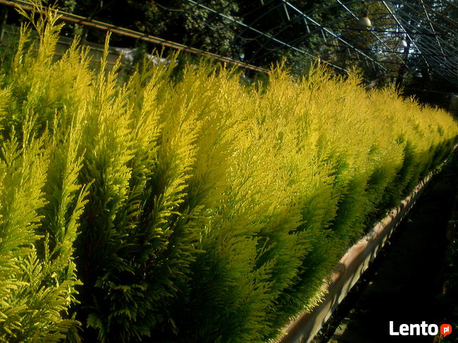 Tuje żółte, złote na żywopłot, Szmaragd, Europe Gold