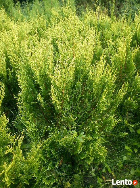 Tuje żółte, złote na żywopłot, Szmaragd, Europe Gold