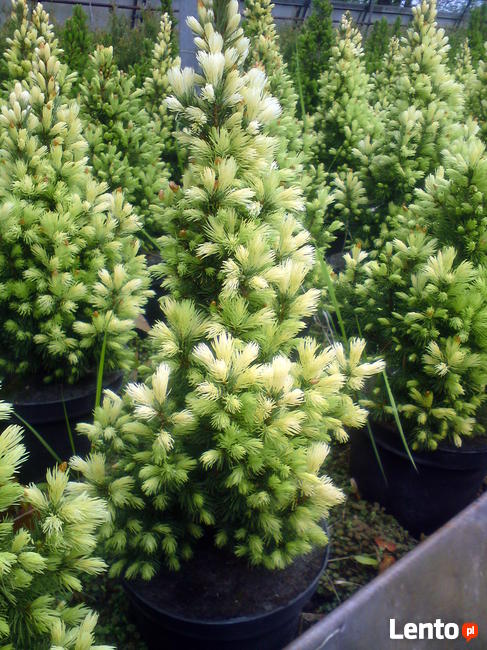 Świerk Conica -idealny stożek wolno rosnący