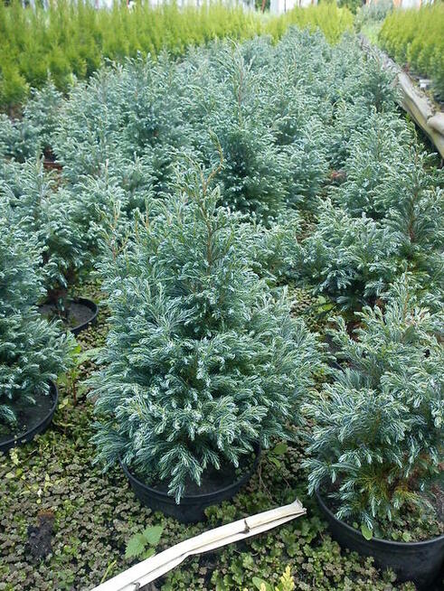 Cyprysik Boulevard na bonsaje w ogrodzie