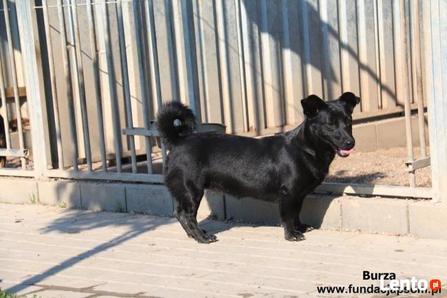 Burza - szuka kochającego domu