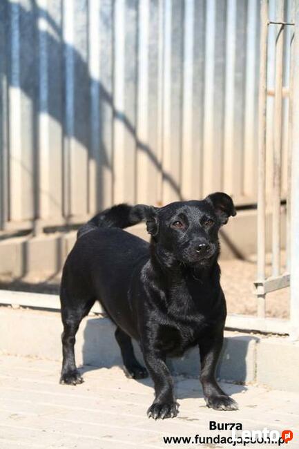 Burza - szuka kochającego domu