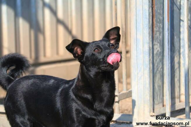 Burza - szuka kochającego domu