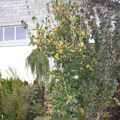 Głóg jadalny Aurea możliwość sadzenia do grudnia