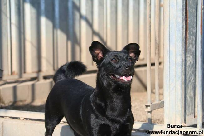 Burza - szuka kochającego domu