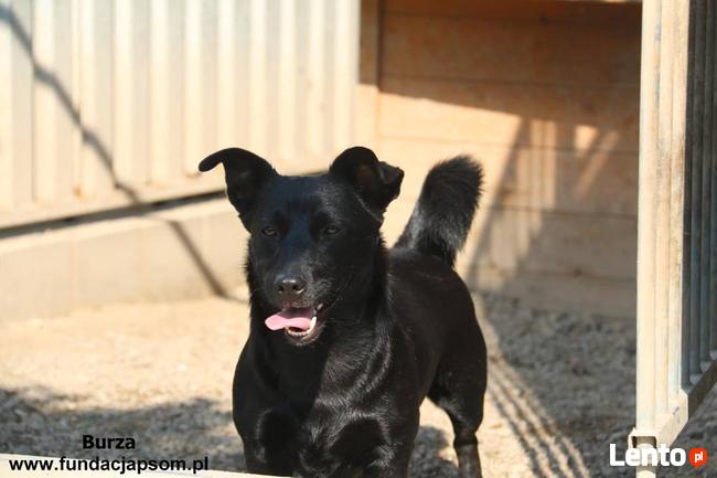 Burza - szuka kochającego domu