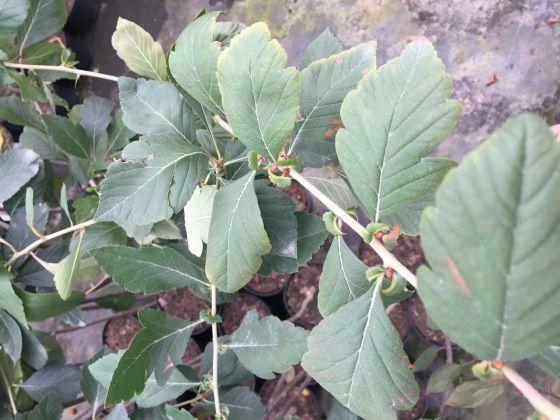 Głóg jadalny Aurea możliwość sadzenia do grudnia