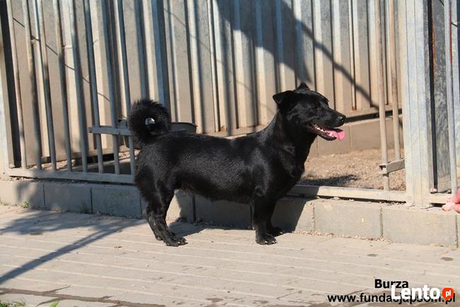 Burza - szuka kochającego domu