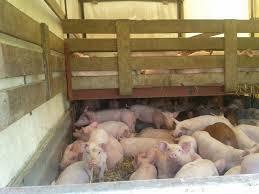 KIEROWCA/KONWOJENT PRZEWOŻĄCY ZWIERZĘTA ŻYWE