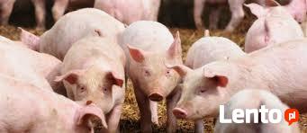 KIEROWCA/KONWOJENT PRZEWOŻĄCY ZWIERZĘTA ŻYWE