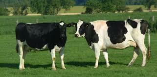 KIEROWCA/KONWOJENT PRZEWOŻĄCY ZWIERZĘTA ŻYWE