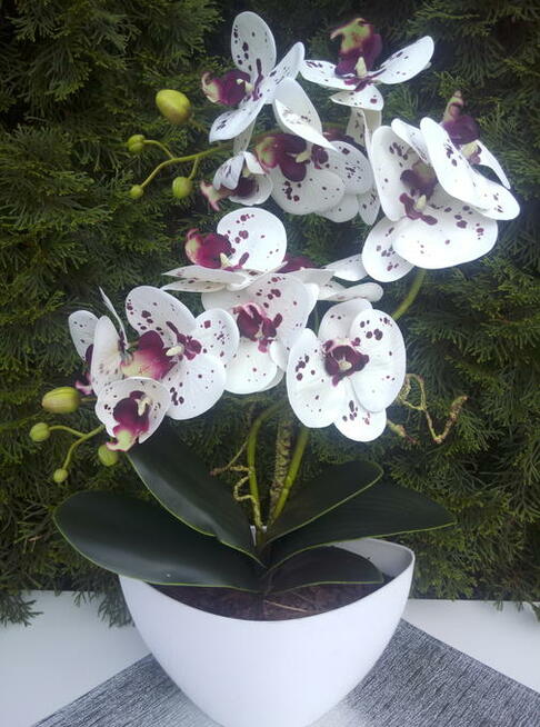 Storczyk gumowe jak żywe