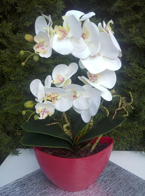 Storczyk gumowe jak żywe