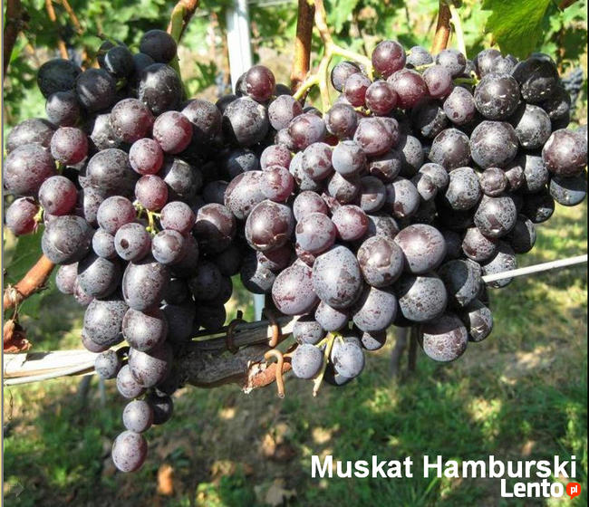 Sadzonki winorośli wysokiej jakości (Ukraina)