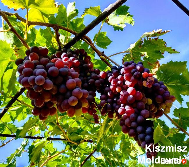 Sadzonki winorośli wysokiej jakości (Ukraina)