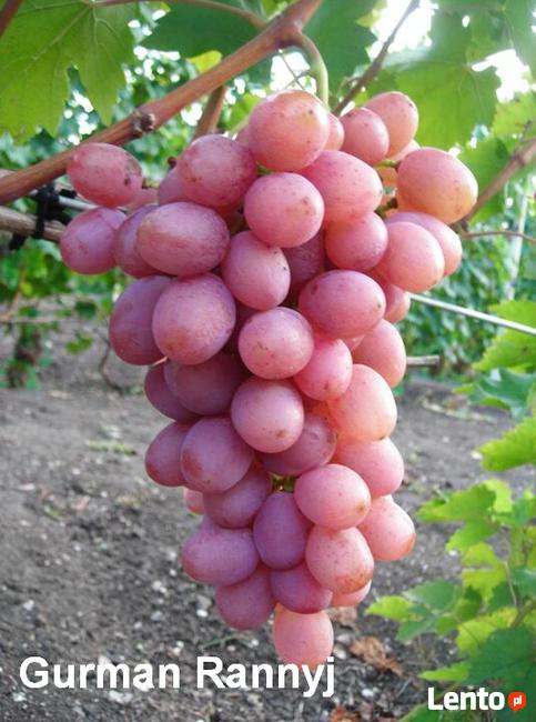 Sadzonki winorośli wysokiej jakości (Ukraina)