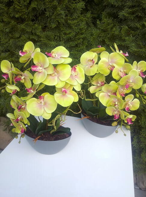 Storczyk gumowe jak żywe