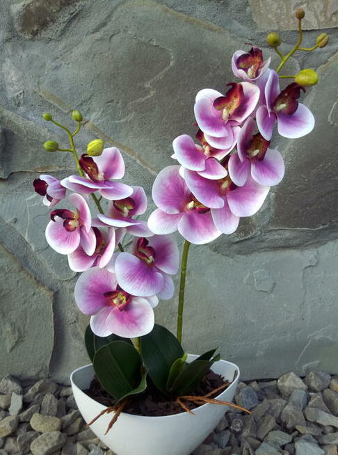 Storczyk gumowe jak żywe