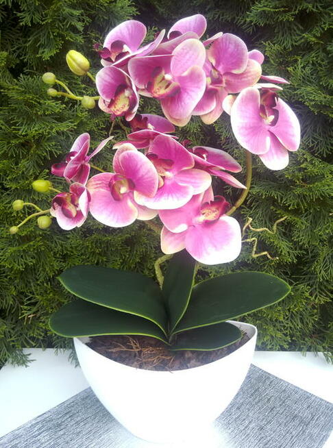 Storczyk gumowe jak żywe