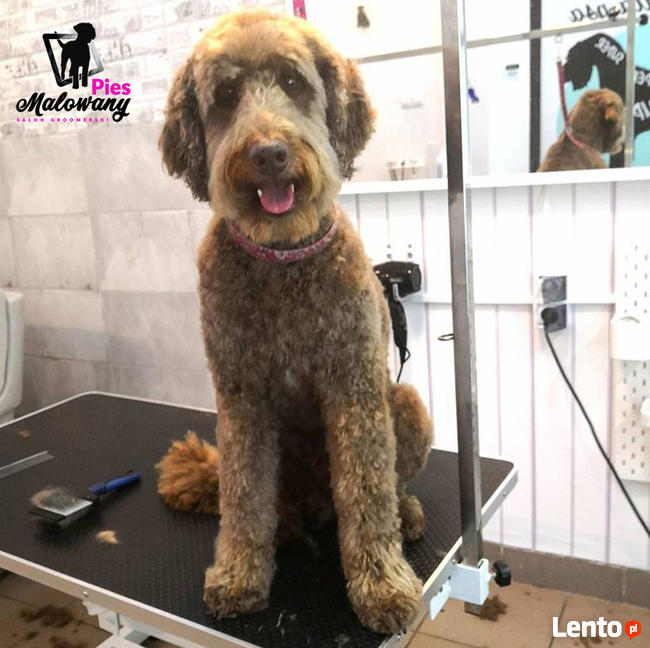 Strzyżenie psów w Warszawie na Śródmieściu - Malowany Pies