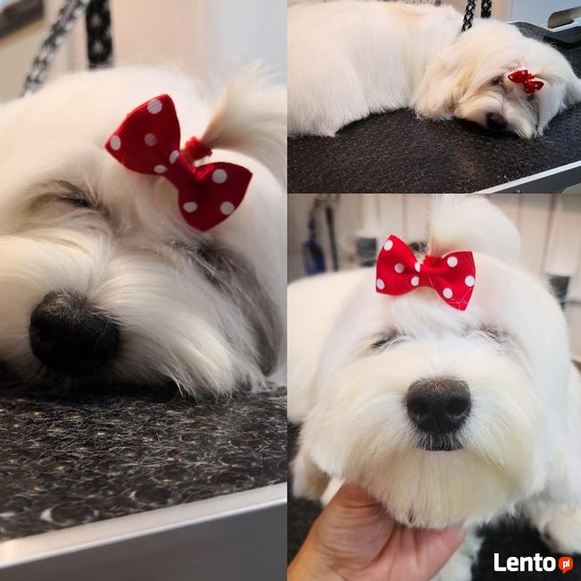 Strzyżenie psów w Warszawie na Śródmieściu - Malowany Pies