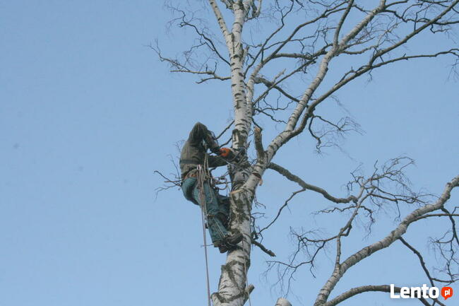 przycinanie drzew owocowych opole 505-933-515