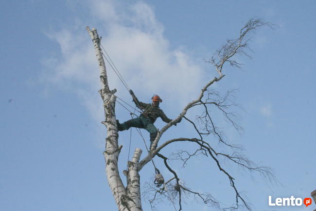 przycinanie drzew owocowych opole 505-933-515