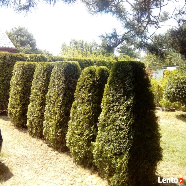 Wycinka drzew i prace ogrodowe- Zgierz i okolice. BanGarden