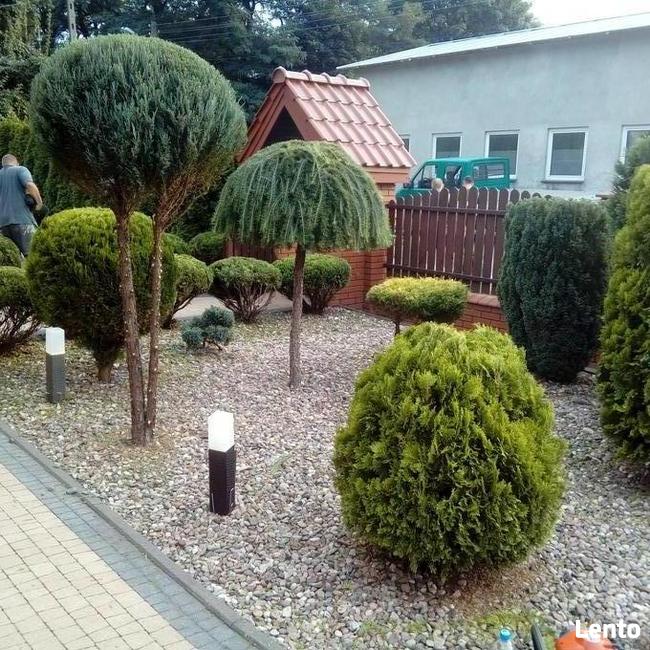 Wycinka drzew i prace ogrodowe- Zgierz i okolice. BanGarden