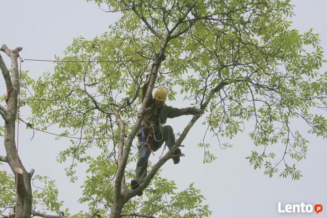przycinanie drzew owocowych opole 505-933-515