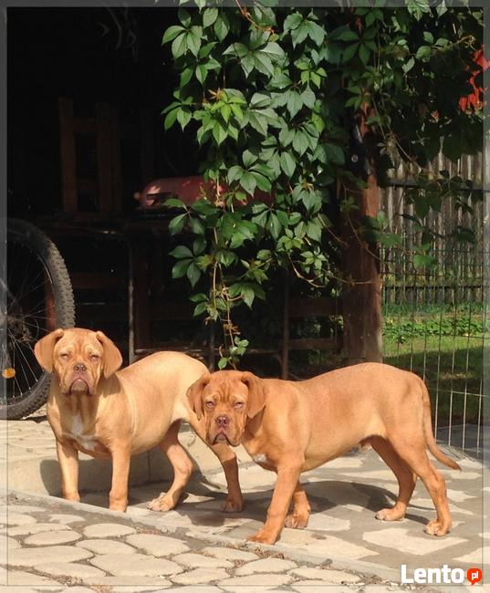 Dogue de Bordeaux Dog Mastif - pieski rodowodowe ZKwP / FCI