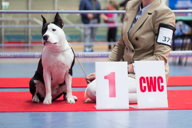 AMSTAFF suka szczniak ZKwP FCI