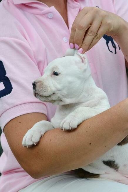 AMSTAFF suka szczniak ZKwP FCI