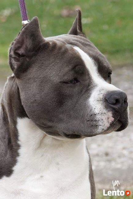 AMSTAFF suka szczniak ZKwP FCI